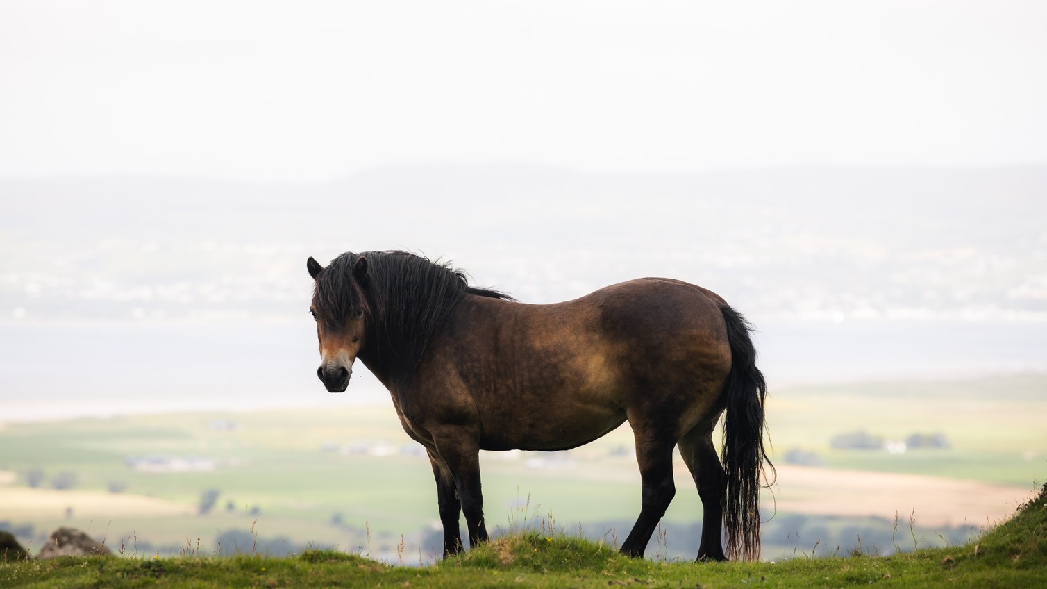 A horse standing on a misty hillside above the valley