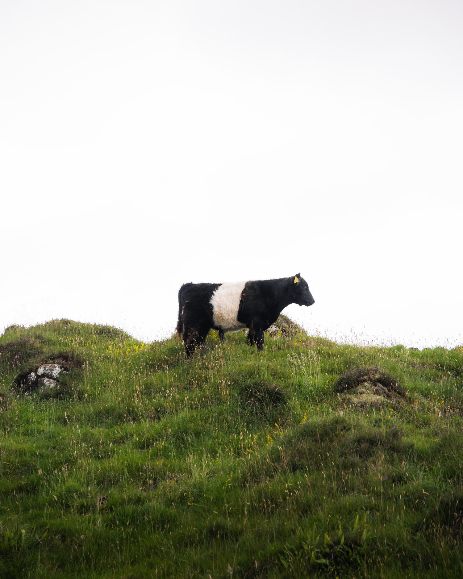 A black and white cow standing alone on a hillside