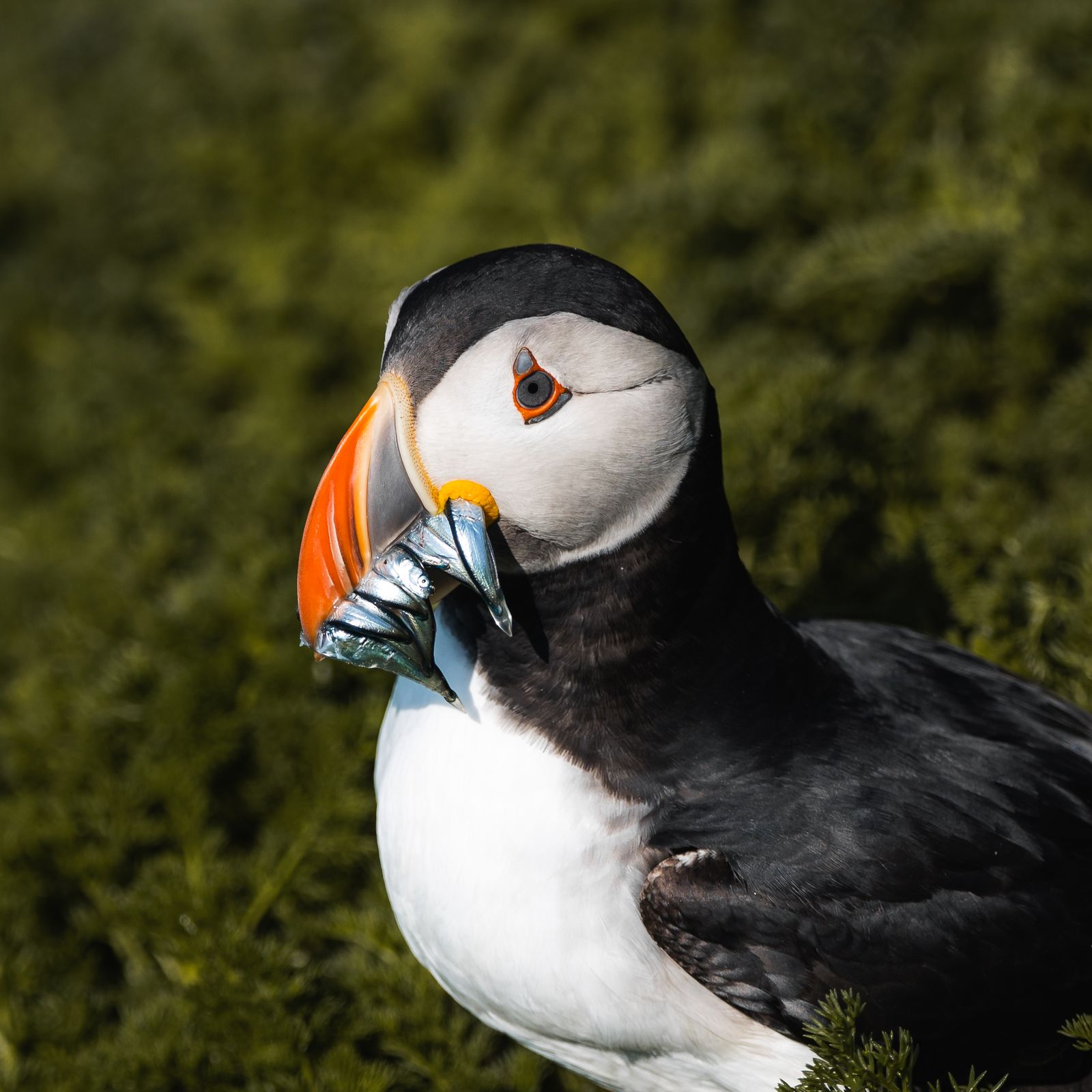 Puffin at close range on a grassy clifftop