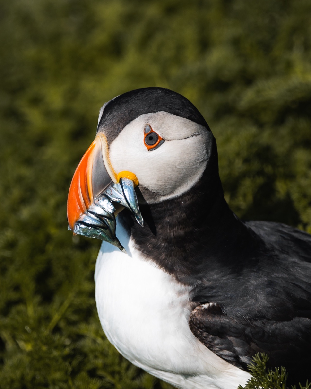 Atlantic puffin with a beak full of sand eels
