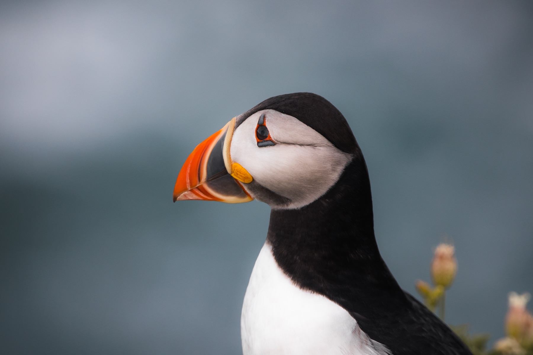 Seabirds on the cliffs of the Saltee Islands, County Wexford