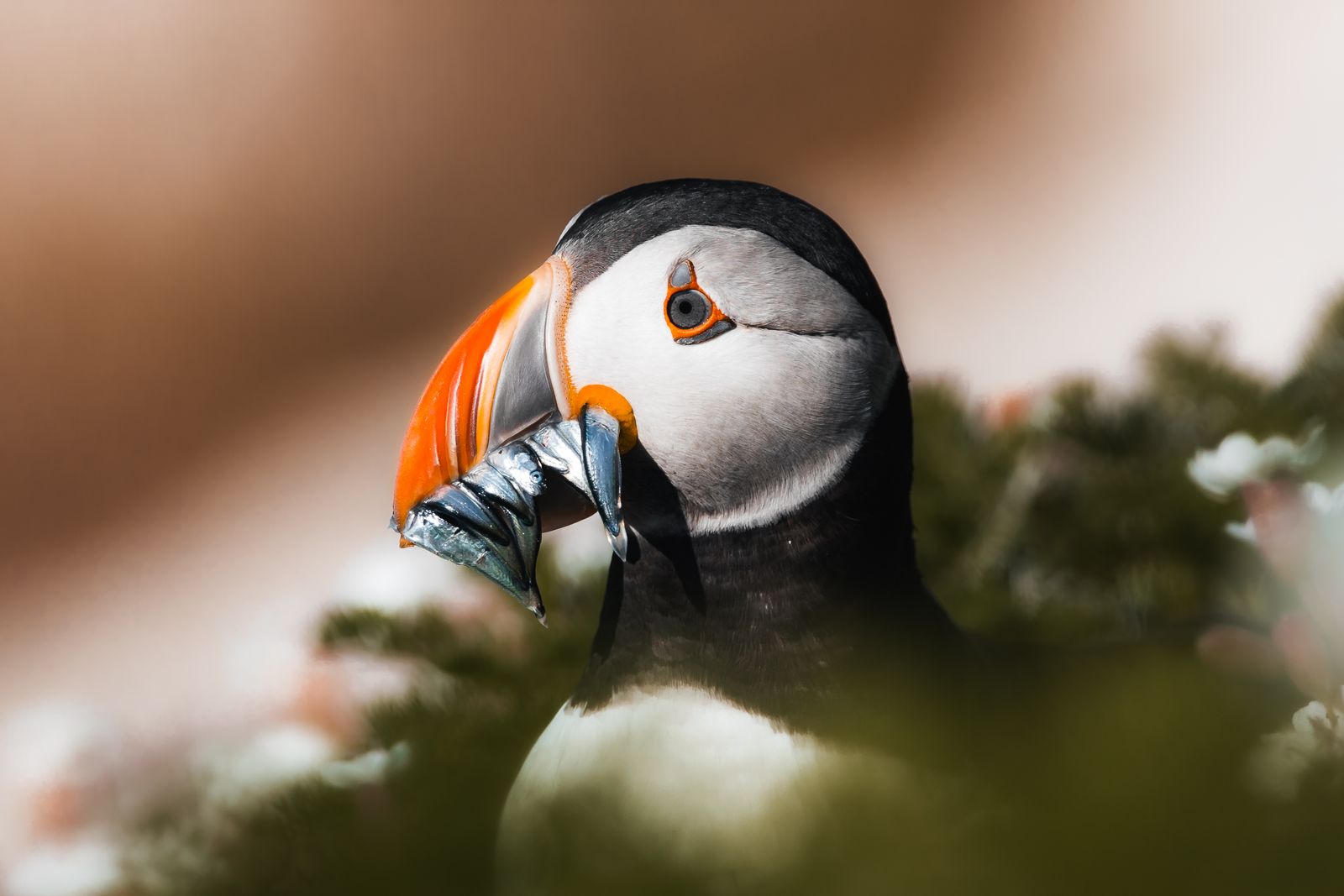 Puffin portrait on a green clifftop